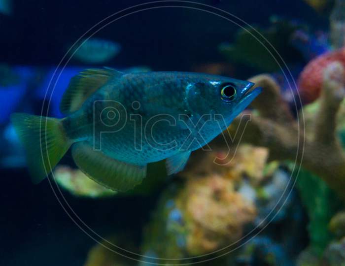 Saltwater fish in an aquarium