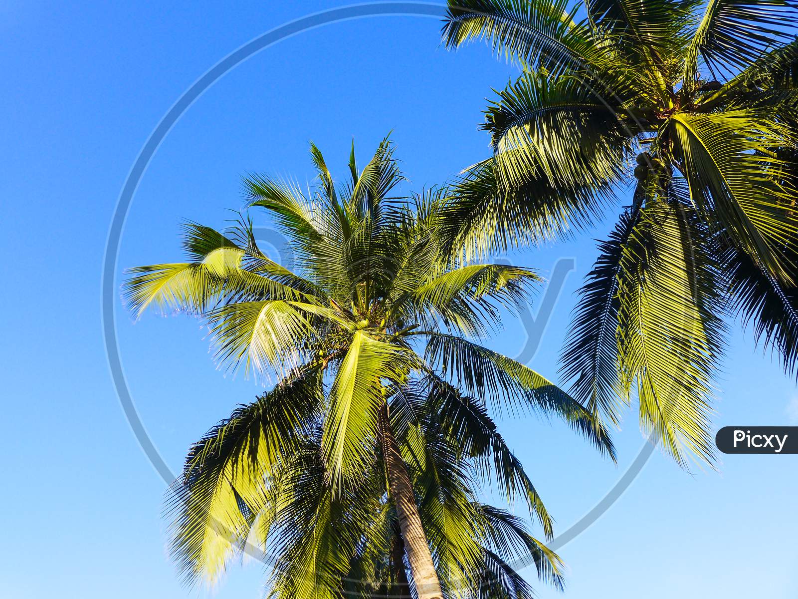 Coconut trees along the beach