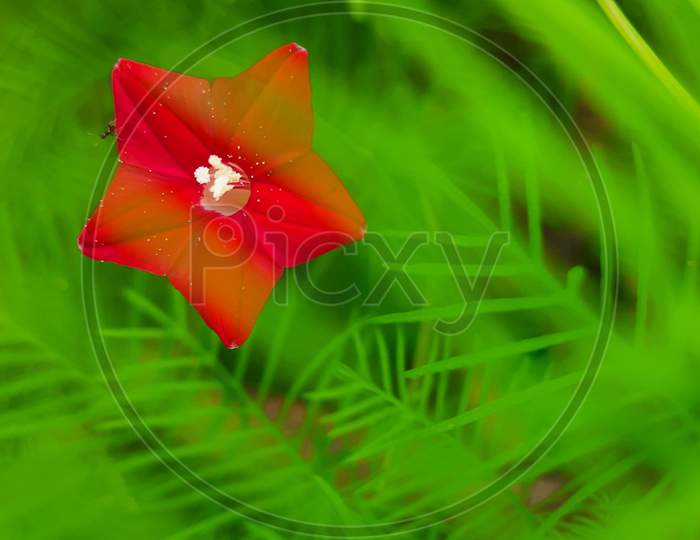 Cypress vine with bright red color