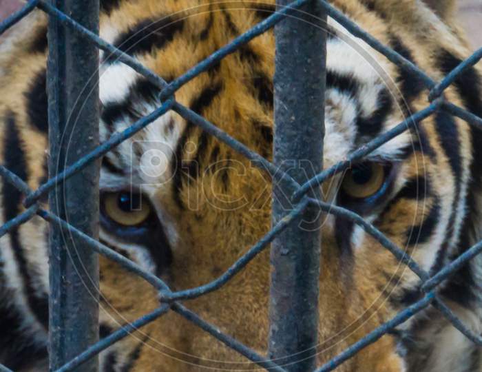 Caged Bengal tiger