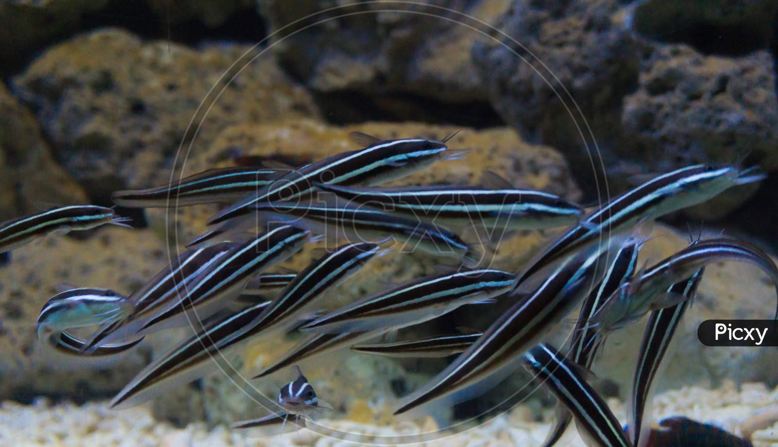 Group of salt water cleaner fish