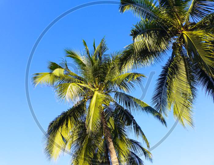 Coconut trees along the beach