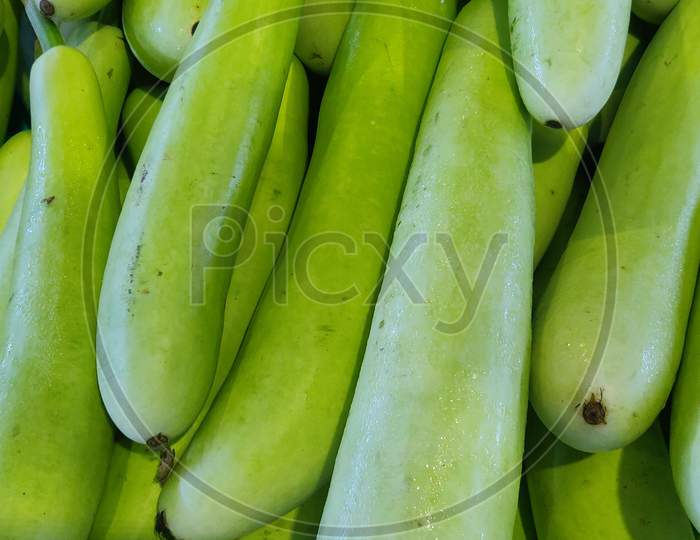 Harvested green vegetable bottle gourd,