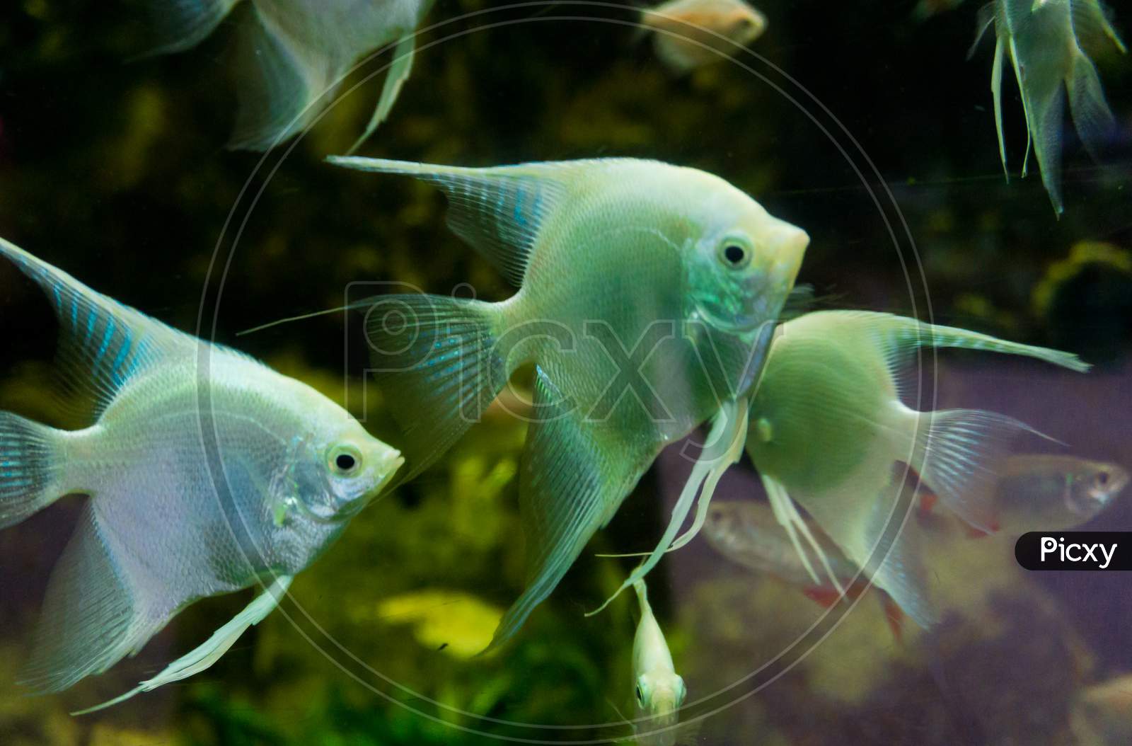 Group of white Angel Fish