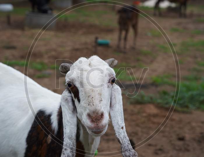 Frontal Close Up Shot Of Head A White Goat With Herd Background. Goat Is Looking In The Camera Face