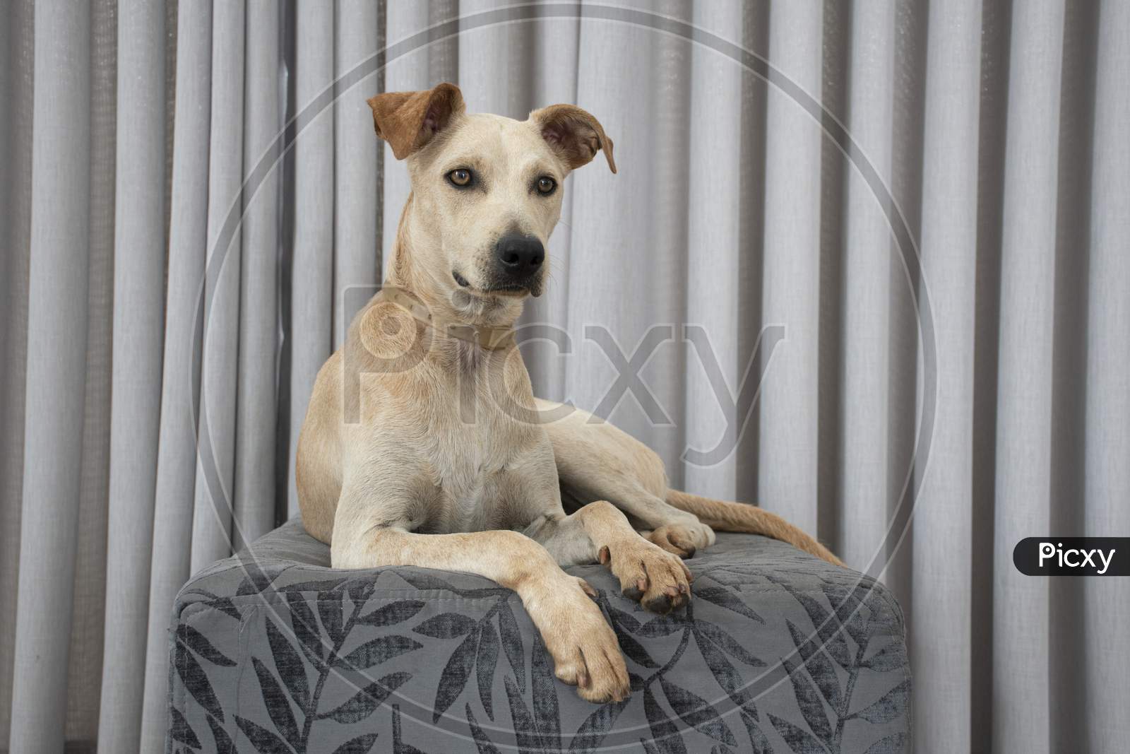 Light-Haired Dog Lying On A Puff In The Living Room On Gray Curtain Background. Domestic Animal Reigning In The House. Animal Care Concept. Lovely Member Of Family Little Dog At Home. Pet Animal Life