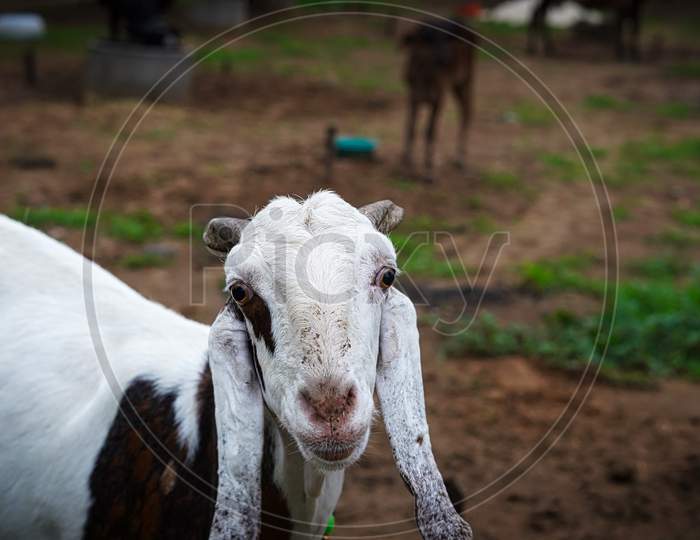 Close Up Of A Funny White Goat With A Smirk On Summer Meadow. Goat Is Looking In The Camera Face