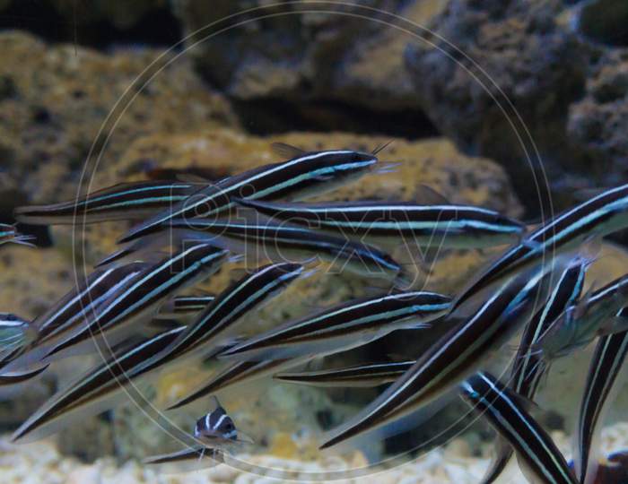 Group of salt water cleaner fish