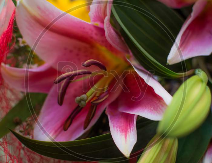 Fresh Pink lilies