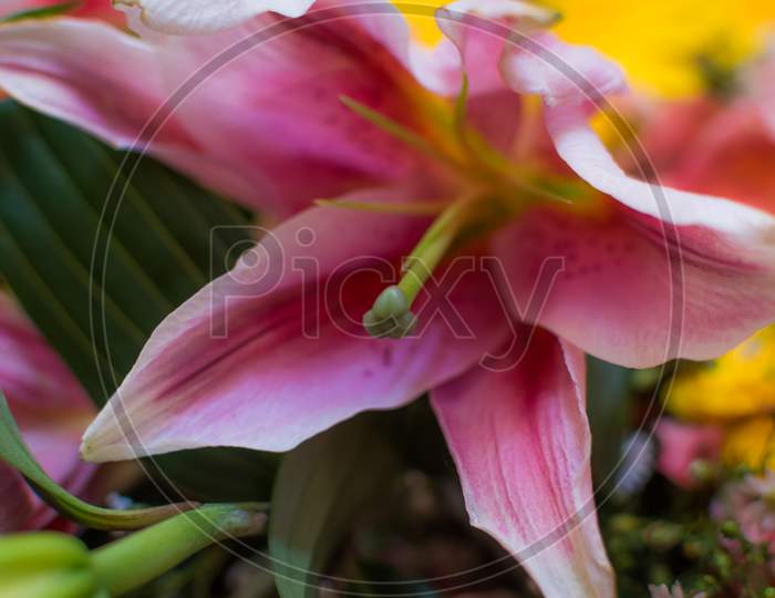 Fresh Pink lilies