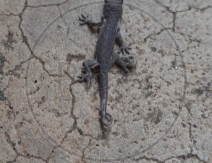 New born lizard with epidermis layer