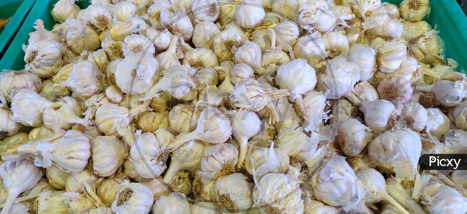 Fresh Crop Of Garlic