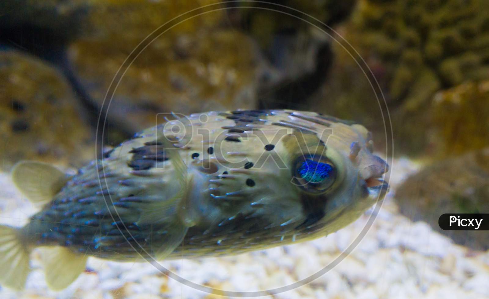 Stripped colored puffer fish