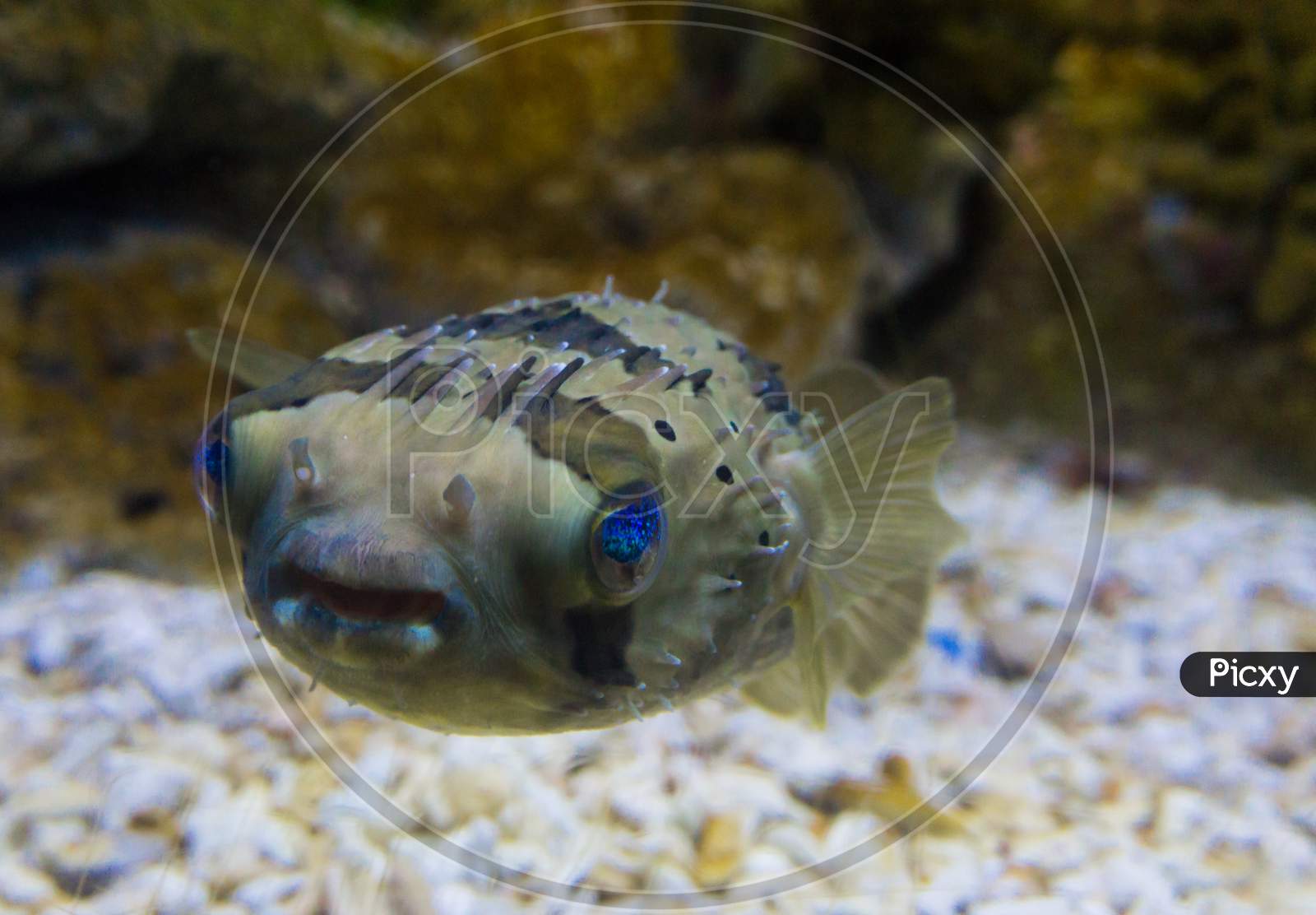 Stripped colored puffer fish