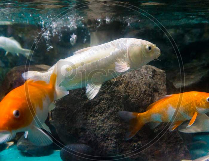 Group of Goldfish