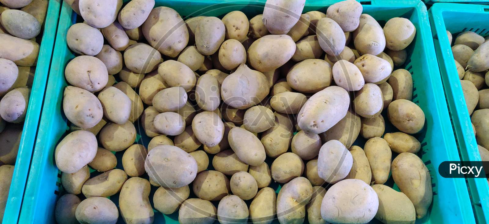 Fresh Potatoes are ready to sell