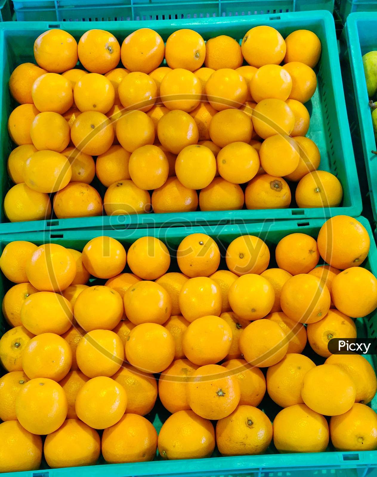 Image of Fresh organic Oranges. Ready to sellZX942361Picxy