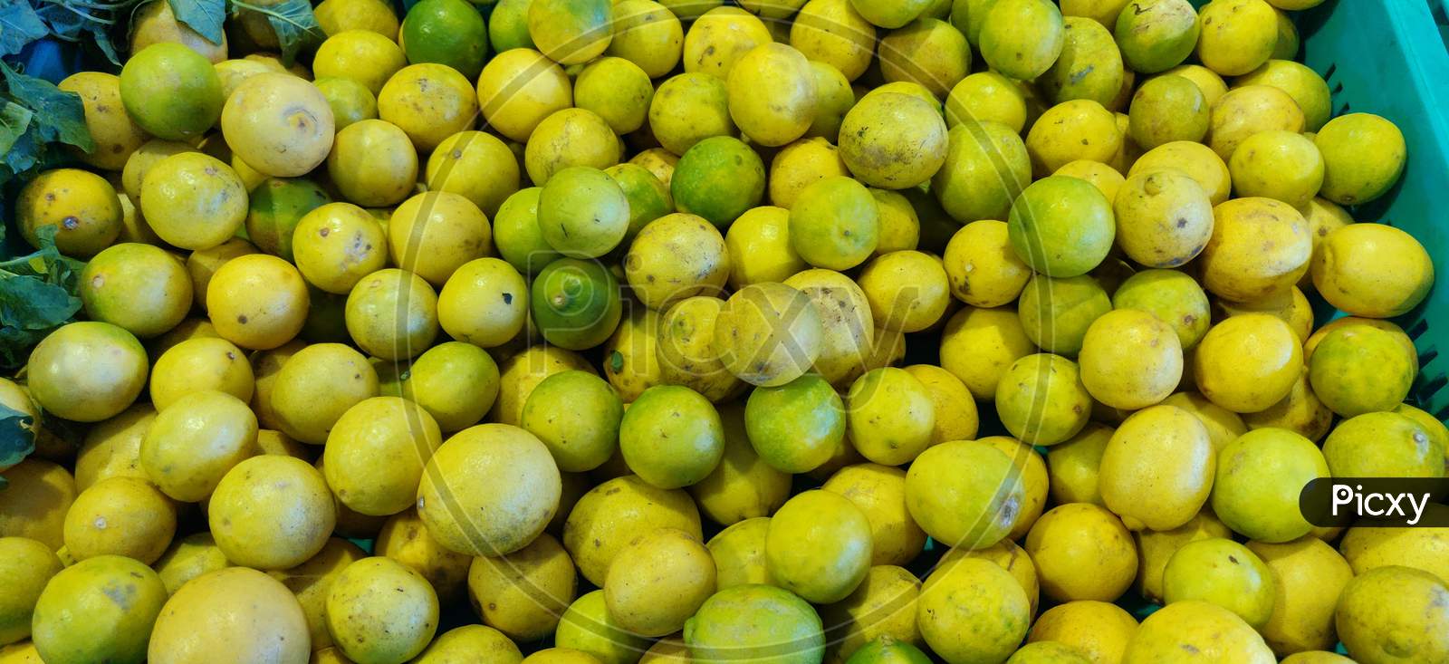 Group of Organic Lemons