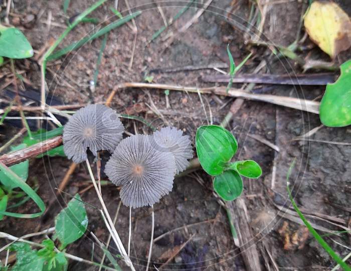 Beautiful Indian Pleated Inkcap mushroom,  parasola plicatilis grow in moist forests or field