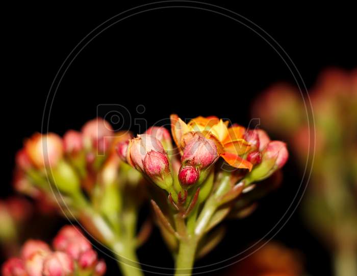Beautiful Florist Kalanchoe Flower And Buds