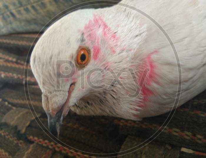 Close up of Indian domestic white pigeon