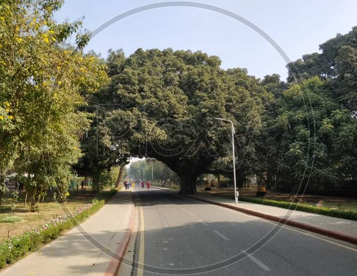 Road Covered With Greenery. Covered With Trees Arch