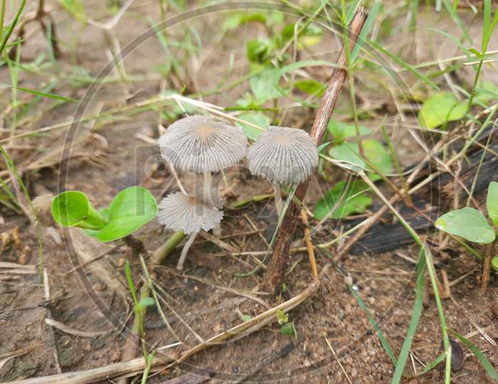 Beautiful Indian Pleated Inkcap mushroom,  parasola plicatilis grow in moist forests or field