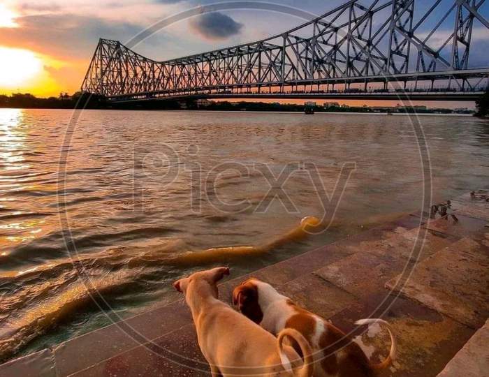Two Dogs are standing Beside the Ganga River, Kolkata, India