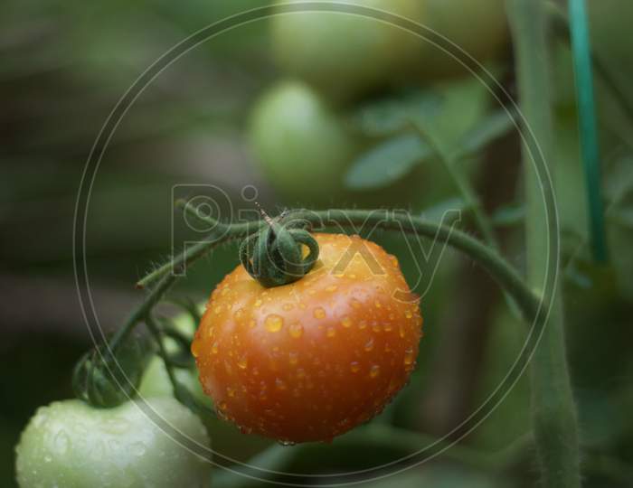 Tomatoes on a rainy season
