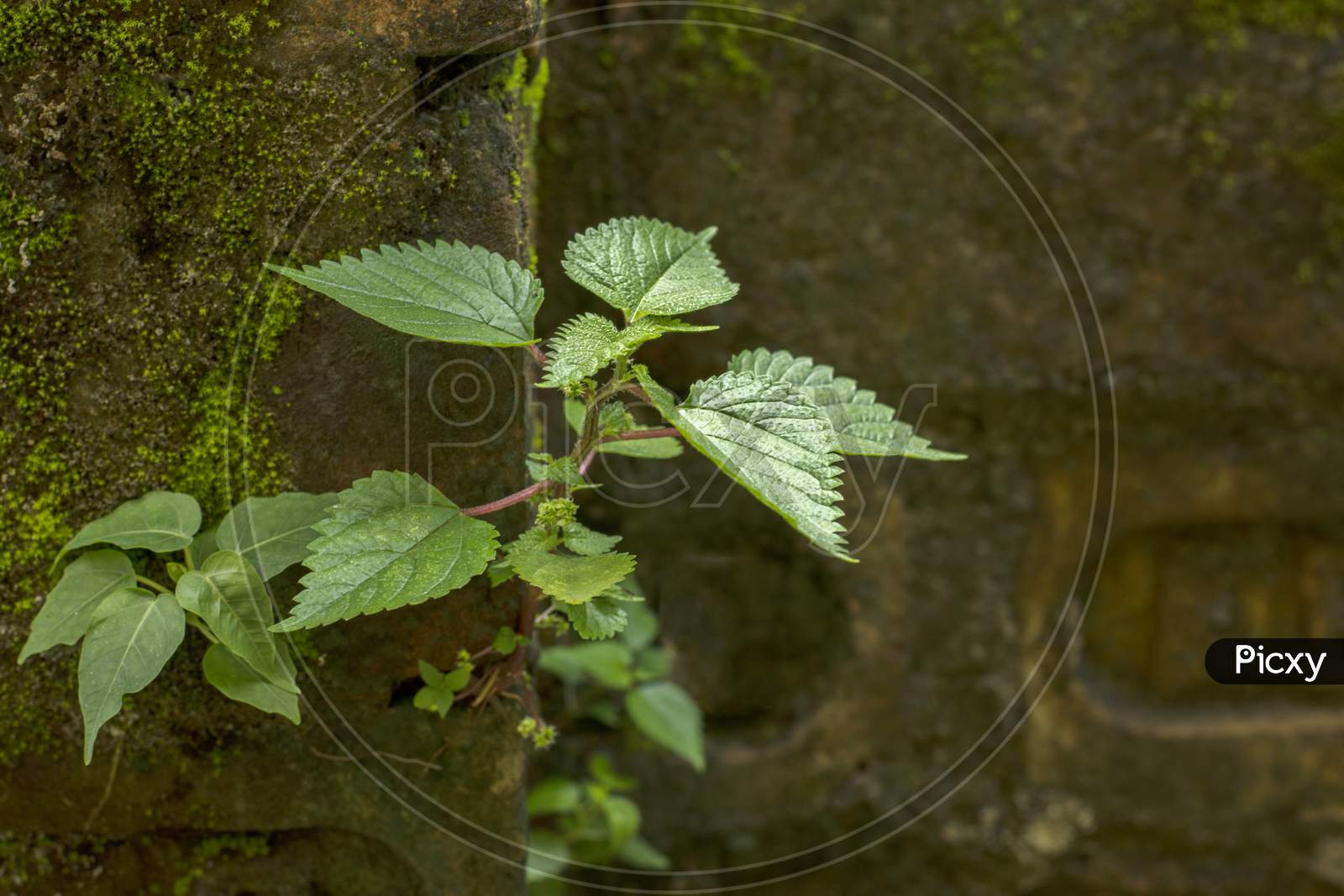 A Small Tree Growing On A Break Wall. Concept Of Life With Selective Focus.