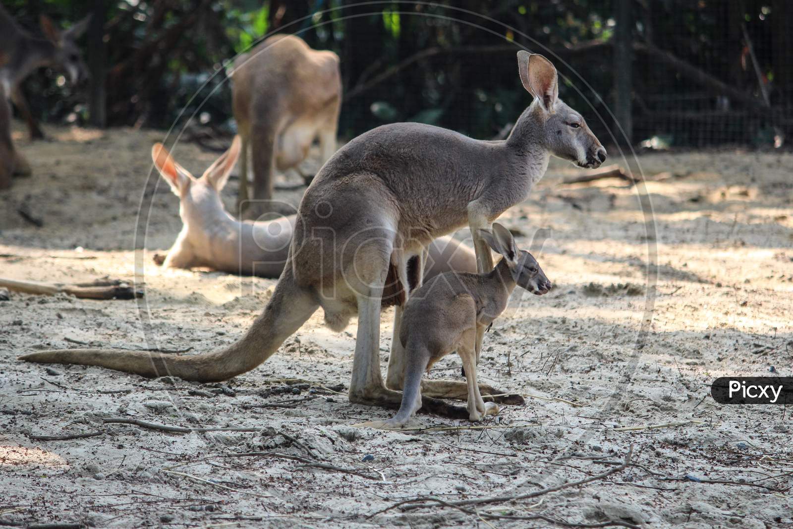 Baby kangaroo with mother kangaroo