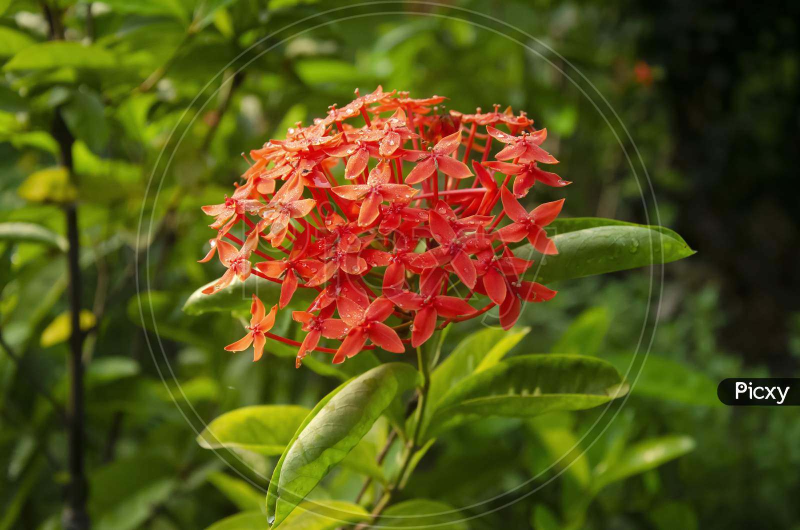 Red Chinese ixora with green leaves in the garden in landscape in blur background.