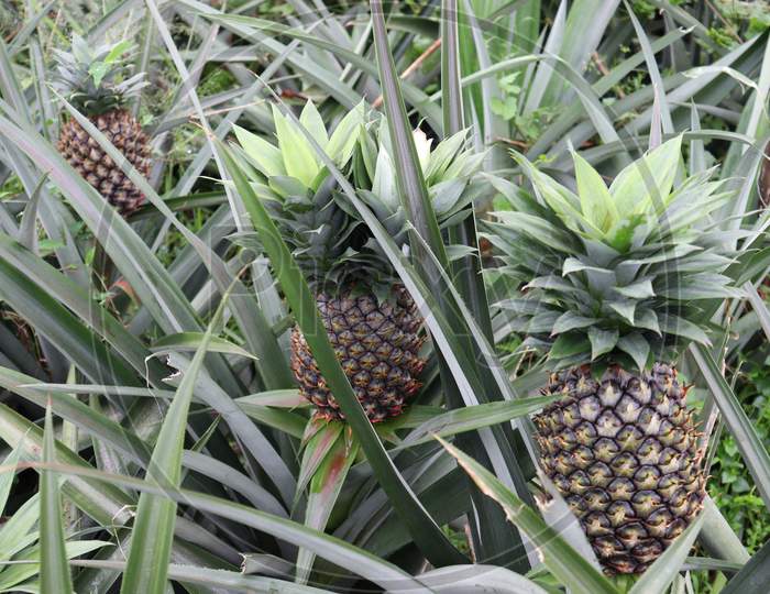 Tasty And Healthy Pineapple On Firm