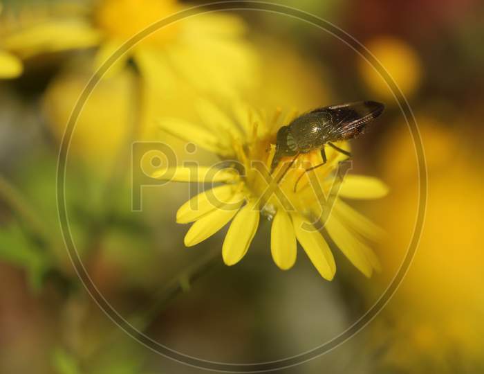 Hoverfly Eristalis On Calendula Marigold Plant Macro View.