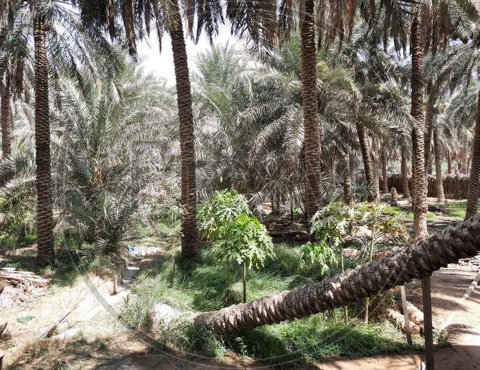 Palm trees beautiful garden