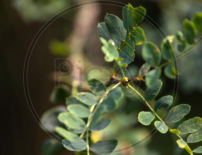 Close-Up Of A Beautiful Fresh Bush Branch With Green And Light Yellow Leaves, The Background Is Blurred.