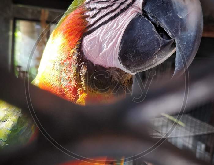 Parrot bird in a cage