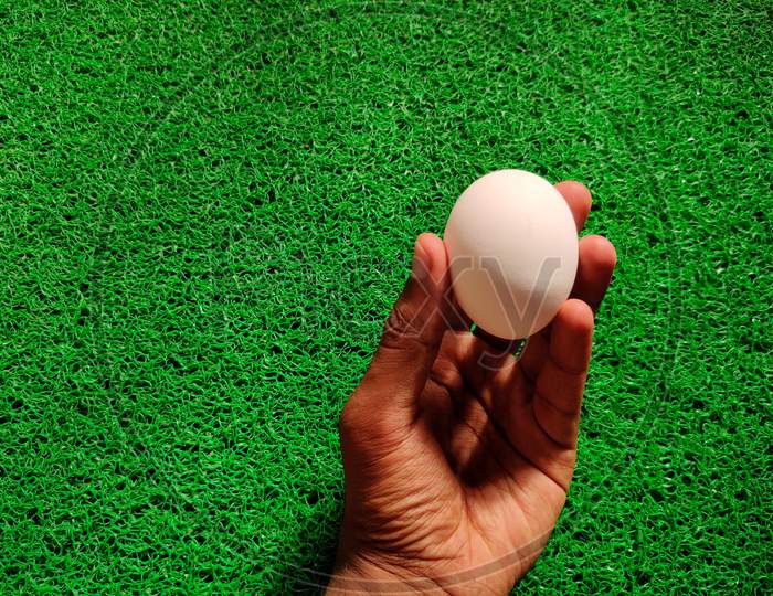 South Indian Male Hand Holding/Showing A Raw White Egg. Isolated On Green Background.
