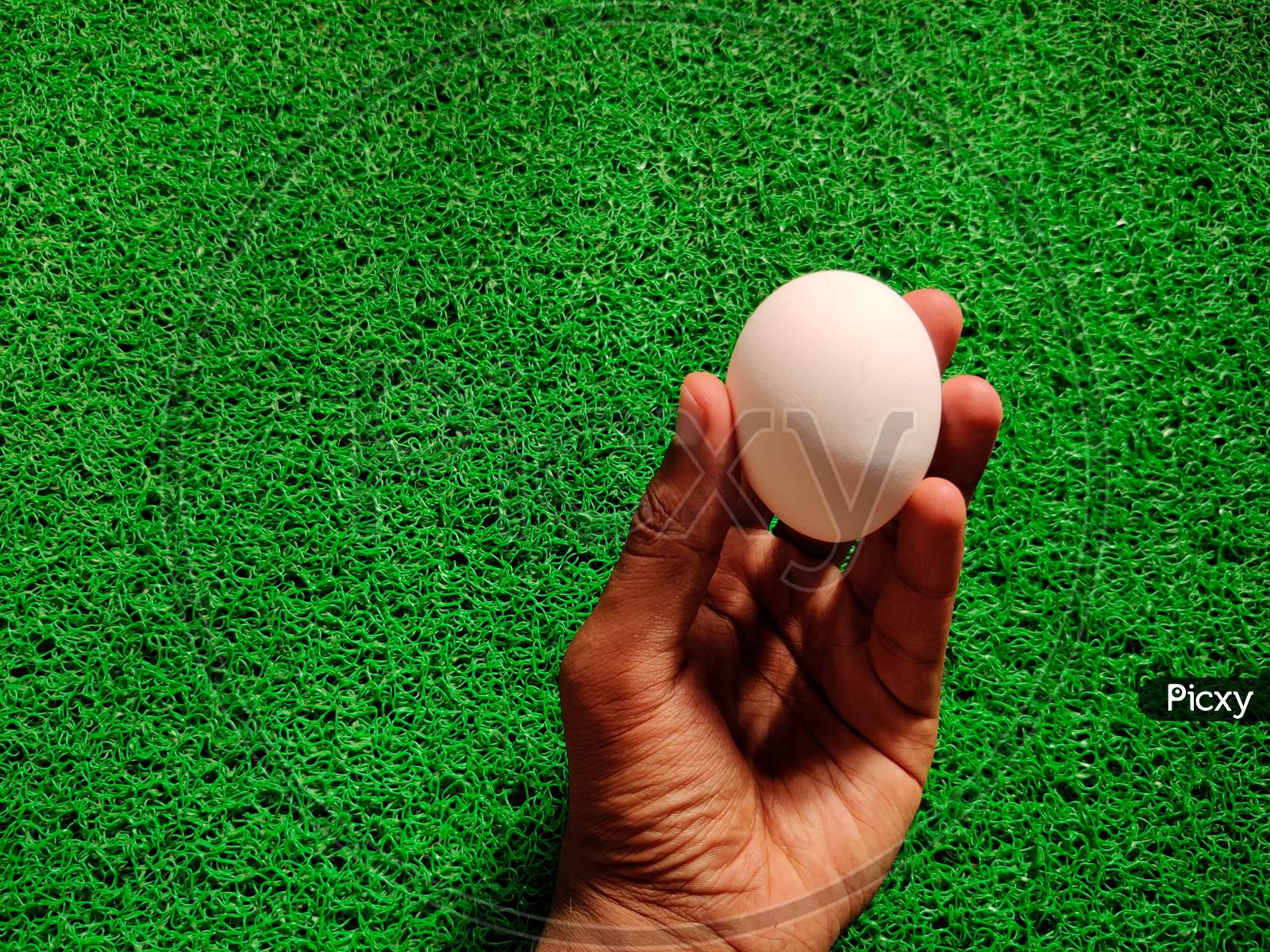 South Indian Male Hand Holding/Showing A Raw White Egg. Isolated On Green Background.