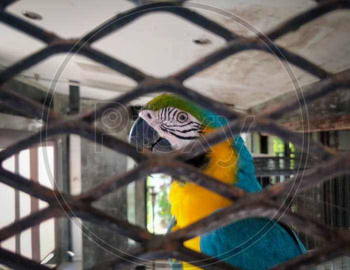 Parrot bird in a cage