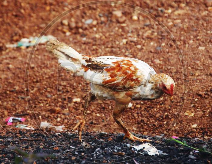 a chicken eating on the ground