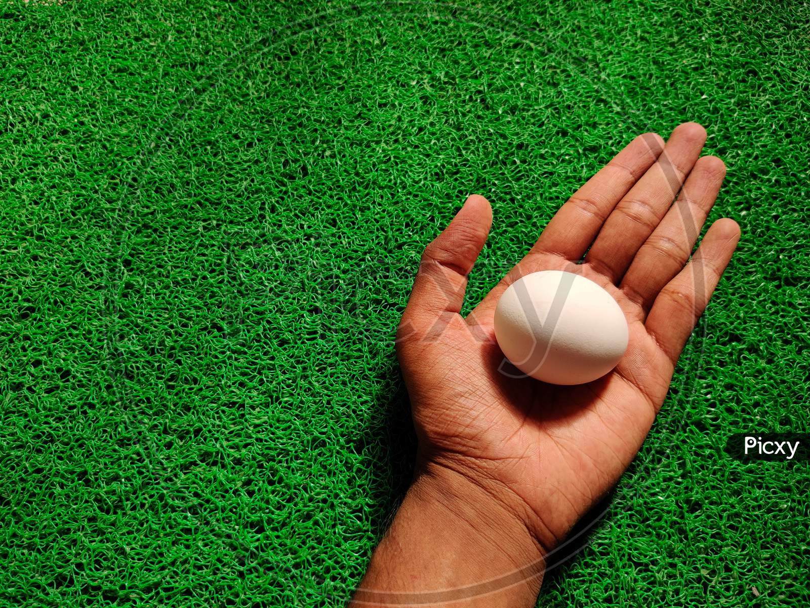 Uncooked Raw White Chicken Egg In Male Palm. Isolated On Green Background.