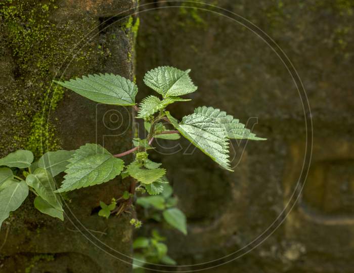 A Small Tree Growing On A Break Wall. Concept Of Life With Selective Focus.