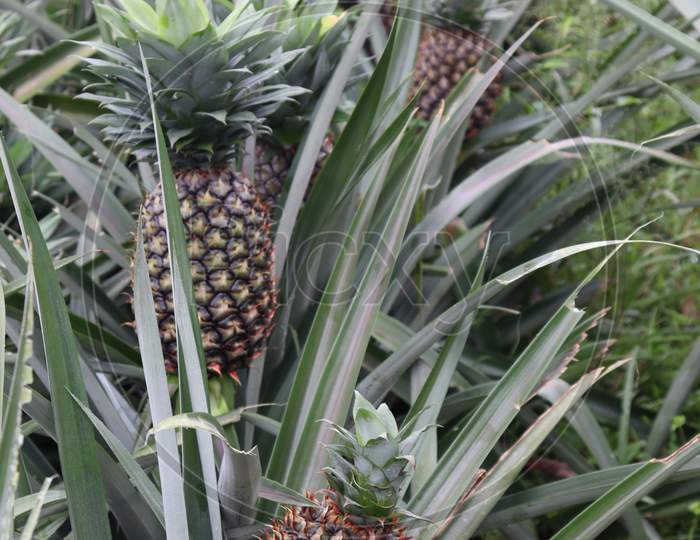Tasty And Healthy Pineapple On Firm