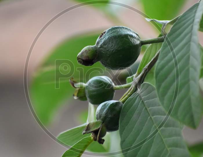Green Guava On Tree With Green Leaves Top Countryside Of India