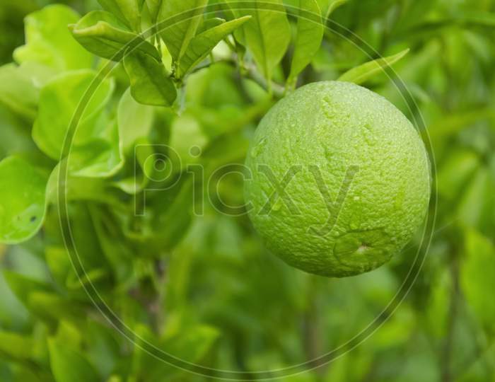 Green Mosambi or sweet lime with green leaves in the garden with blur background in landscape.