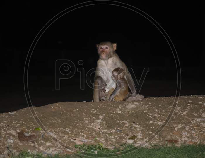 Mother monkey lapping her baby in night.
