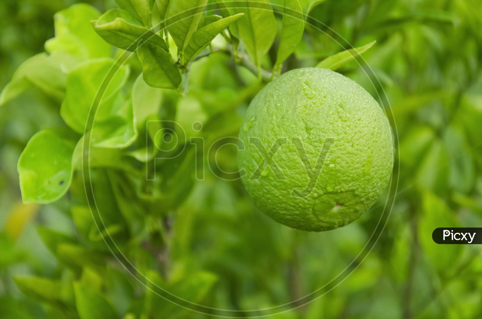 Green Mosambi or sweet lime with green leaves in the garden with blur background in landscape.