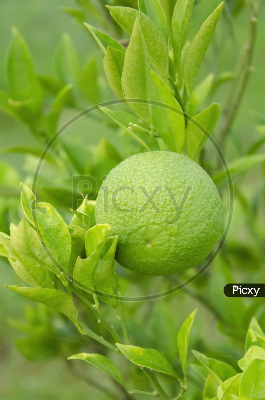 Green Mosambi or sweet lime with green leaves in the garden with blur background in vertical.