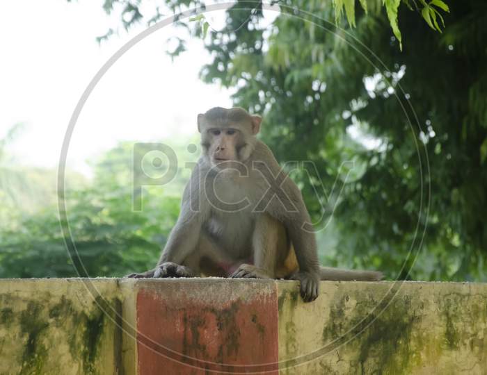 Indian male monkey sitting on the Wall in the morning.